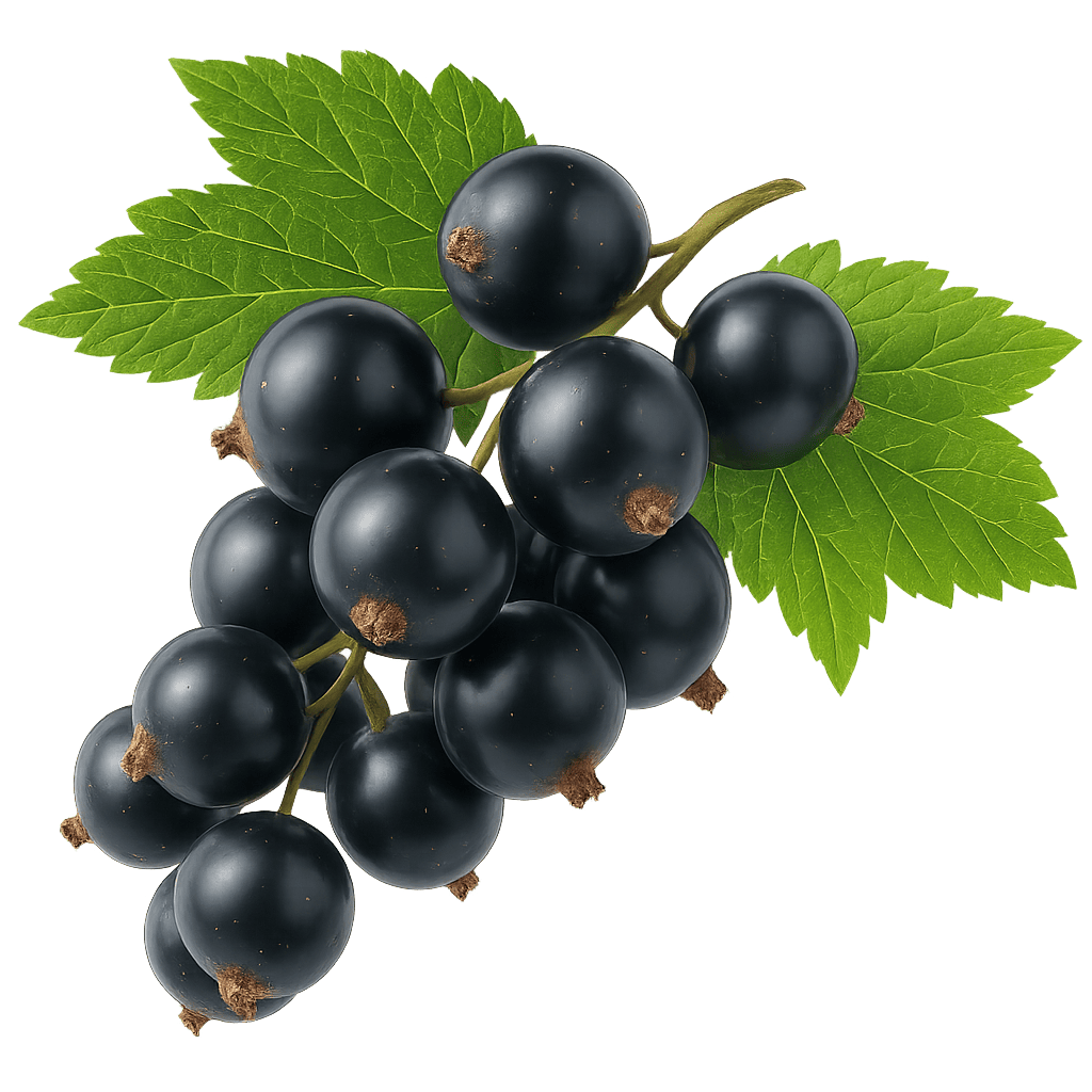 Black Currant